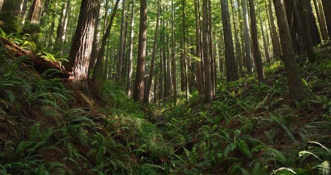 Lush redwood forest with sunlight filtering through tall trees, serene mood