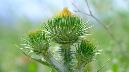 close up of pine needles