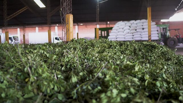 A low-angle shot of a huge pile of freshly harvested yerba mate in a factory. In the background, trucks, a tractor, and stacks of packaged sacks illustrate the industrial scale.