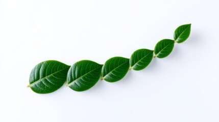 Green leaf isolated on white nature s fresh beauty fresh green leaf with prominent veins on clean white backdrop