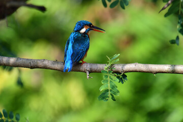 Obraz premium This image captures a vibrant common kingfisher perched on a branch, showcasing its striking iridescent blue back and orange underparts amidst lush green foliage, eyes keenly focused.