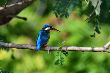 Obraz premium This image captures a vibrant common kingfisher perched on a branch, showcasing its striking iridescent blue back and orange underparts amidst lush green foliage, eyes keenly focused.