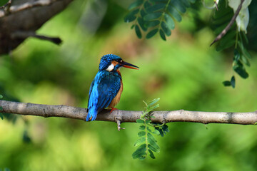 This image captures a vibrant common kingfisher perched on a branch, showcasing its striking iridescent blue back and orange underparts amidst lush green foliage, eyes keenly focused.