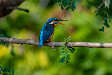 This image captures a vibrant common kingfisher perched on a branch, showcasing its striking iridescent blue back and orange underparts amidst lush green foliage, eyes keenly focused.