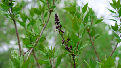 Cluster of purple lilac buds surrounded by vibrant green leaves. Promise of spring. Gardening, seasons, renewal, and natural beauty. Varietal selection Syringa vulgaris.