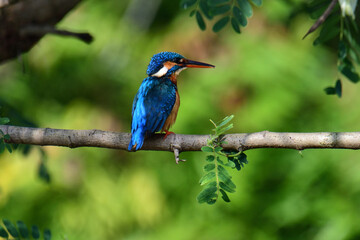 This image captures a vibrant common kingfisher perched on a branch, showcasing its striking iridescent blue back and orange underparts amidst lush green foliage, eyes keenly focused.