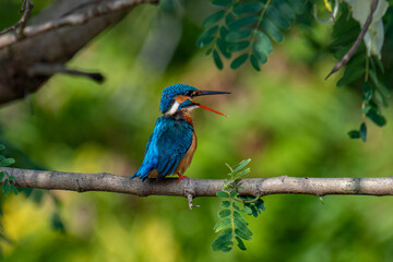This image captures a vibrant common kingfisher perched on a branch, showcasing its striking iridescent blue back and orange underparts amidst lush green foliage, eyes keenly focused.