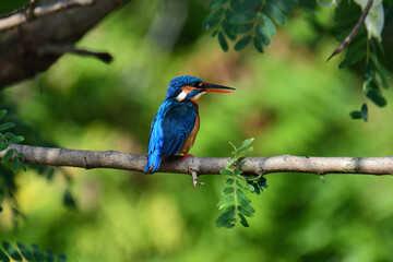 This image captures a vibrant common kingfisher perched on a branch, showcasing its striking iridescent blue back and orange underparts amidst lush green foliage, eyes keenly focused.