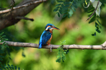 This image captures a vibrant common kingfisher perched on a branch, showcasing its striking iridescent blue back and orange underparts amidst lush green foliage, eyes keenly focused.