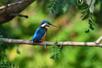 This image captures a vibrant common kingfisher perched on a branch, showcasing its striking iridescent blue back and orange underparts amidst lush green foliage, eyes keenly focused.