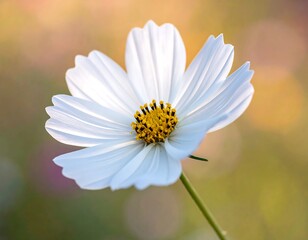 Close-up of a delicate white cosmos flower