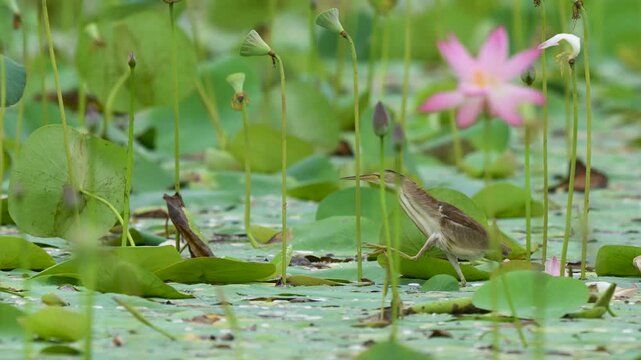 Tropical marsh drama: A Yellow Bittern is seen hunting prey near colorful pink lotus flowers and lily pads. Focuses on wading bird behavior.