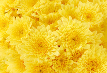 Yellow Chrysanthemum Flowers Close-up isolated on white background with clipping path