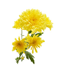 Yellow chrysanthemum stem with multiple blossoms isolated on white background with clipping path