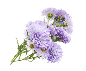 Bouquet of Lavender Aster Flowers Isolated on White Background with Clipping Path