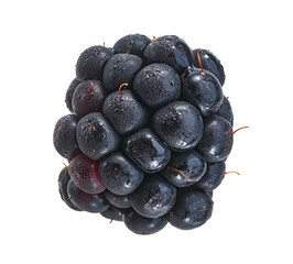 Fresh Blackberry with Water Droplets Isolated on White Background with Clipping Path