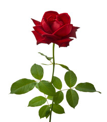 Red Rose Flowers with Green Leaves isolated on white background with clipping path