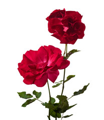 Red Rose Flowers with Green Leaves isolated on white background with clipping path