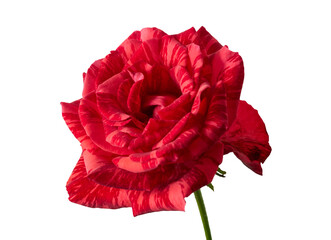 Red Rose Flowers with Green Leaves isolated on white background with clipping path
