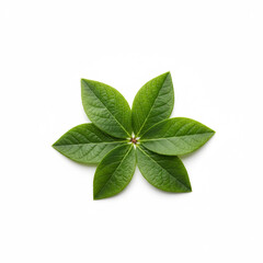 Obraz premium A conceptual and minimalist close-up of a collection of fresh blueberry leaves, isolated on a pristine white background rr44e