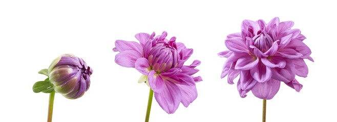Purple Dahlia Flower Close-up isolated on white background with clipping path