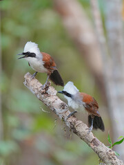 White-crested Laughingthrush (Garrulax leucolophus) bird perching on branch. Bird watching in natural habitats in the forest.