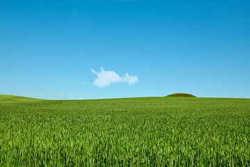 Landscape, blue sky and field of grass outdoor for sustainability, terrain and environment. Background, countryside and meadow with plants for ecosystem, growth and scenic view for destination