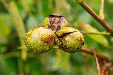 Appels Belgium September 2025Walnuts (juglans) on a tree. Showing the fleshy husk around the nut. fruit, plant, tree, autumn, harvest, food,