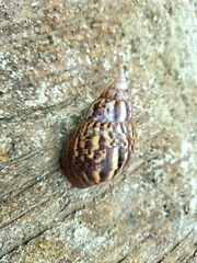 Close-up macro photo of a brown snail on a rough surface, showing detailed shell texture and natural lighting. Ideal for nature, wildlife, and slow life concept photography.