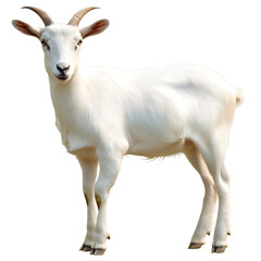 Obraz premium Goat watercolor Clipart PNG