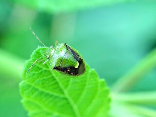 Close-up macro photo of a green shield bug resting on a fresh leaf, showing detailed texture and natural lighting, perfect for nature, insect, and wildlife photography concepts.