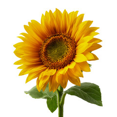 Fototapeta premium Vibrant yellow sunflower in full bloom against a deep black background