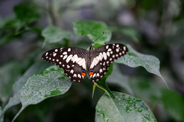 black and white butterfly on a green background