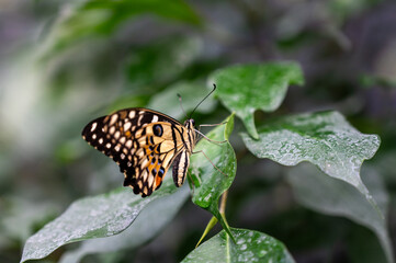 close up of a butterfly on green leaf