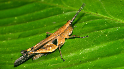 Tropical Grasshopper, Tropical Rainforest, Napo River Basin, Amazonia, Ecuador, America