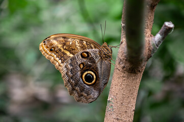 close-up of a tropical butterfly on a tree branch