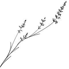 Purple Lavender Sprig on Transparent Background