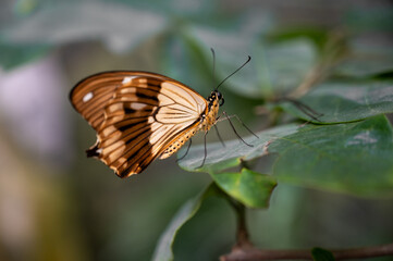 close up of a butterfly on green leaf