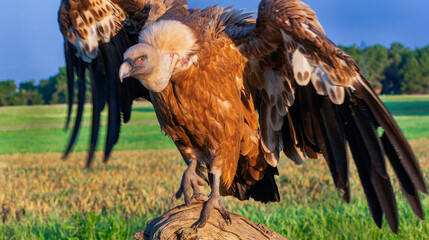 Eurasian Griffon Vulture, Gyps fulvus, Agricultural Fields, Castilla y Leon, Spain, Europe