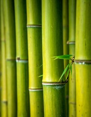 Obraz premium Close-up of vibrant green bamboo stalks