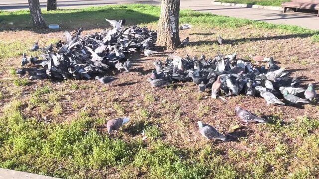 Flock of birds are gathering on field in city park, birds flying near tree trunk. Flock of birds, Columba livia domestica, gather in urban park.