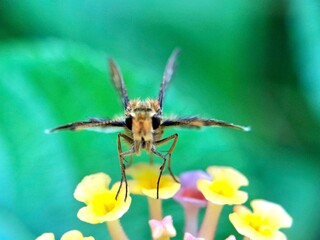 Close-up of a brown butterfly with spotted wings perched on yellow lantana flowers, macro nature photography with vibrant green background, perfect for wildlife and garden themes.