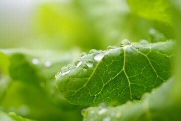 Dewdrops on vibrant green leaf macro photography