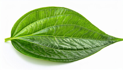 Green Betel Leaf Isolated On White Background