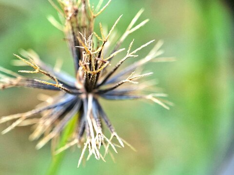 Fototapeta Close-up macro photo of a dried wildflower seed head with sharp spikes and blurred green background. Perfect for themes about nature, botany, dry season, and plant life cycles in macro photography.