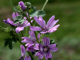 Obraz premium lila flowers of malva officinalis wild plant close up