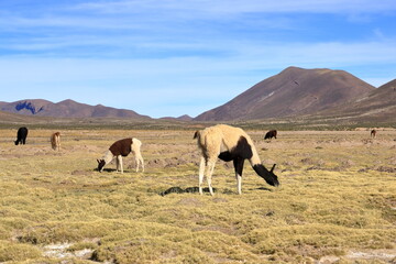 lamas llamas beside the highway between Potosi and Uyuni, Bolivia