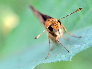 Close-up of a brown butterfly with orange and white spots resting on a green leaf, macro insect photography in nature, perfect for wildlife, entomology, and biodiversity themes.