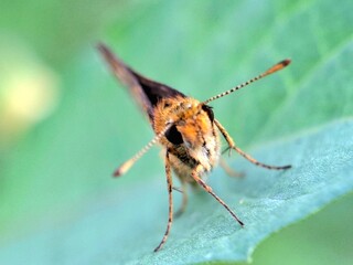 Close-up of a brown butterfly with orange and white spots resting on a green leaf, macro insect photography in nature, perfect for wildlife, entomology, and biodiversity themes.