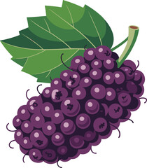 Bunch of grapes vector illustration on white background